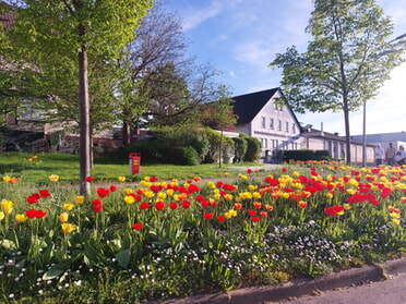 11.04.2024 - Hans-Peter Schwarz - Alte WG mit Tulpenblüte 