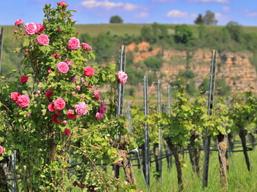 12.05.2024 - Frank-M. Zahn - Lauffener Weinberge