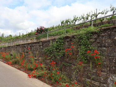 11.05.2024 - Stefan Hautzinger - Klatschmohn an der Weinbergmauer