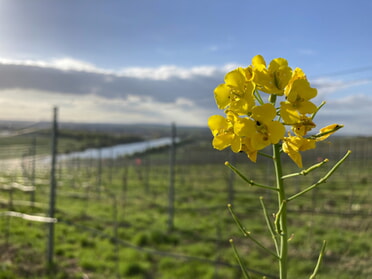 10.04.2024 - Tobias Eberbach - Frühling in den Weinbergen