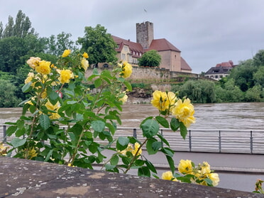 01.06.2024 - Hans-Peter Schwarz - Rathausburg vom Backhäusle-Platz aus