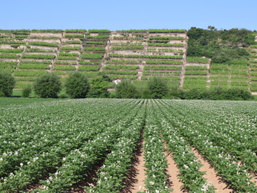 06.06.2024 - Stefan Hautzinger - Kartoffelblüte in den Herrenäckern