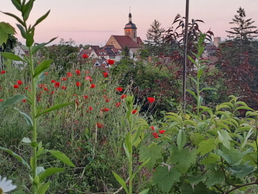 22.05.2024 - Rose Hess - Naturblüten