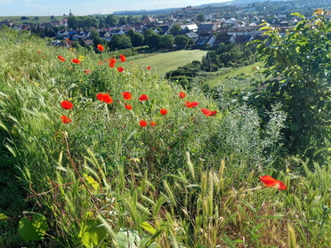 Mai 2024 - Daniela Reiner - Mohnblüten im Mai