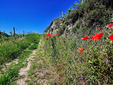 11.05.2025 - Martin Braunbeck - Weg zur Ebinheide mit Klatschmohn