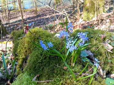 28.03.2025 - Roland Horn - Scillablüte im Kaywald