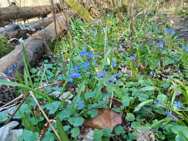 28.03.2025 - Roland Horn - Scillablüte im Kaywald