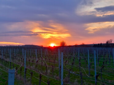 05.04.2025 - Roland Horn - Sonnenuntergang in den Weinbergen