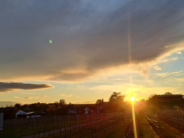 21.04.2025 - Rose Hess - Sonnenuntergang hinterm Blütengarten