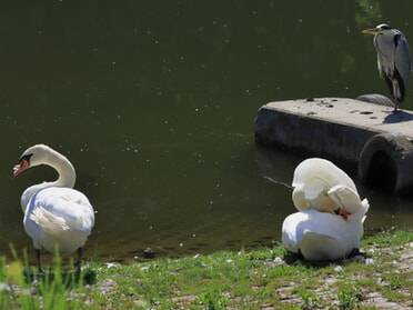 31.05.2025 - Frank-M. Zahn - Morgens am Neckar
