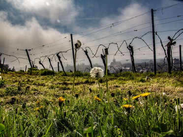 15.04.2025 - Hansjörg Sept - Frühing in den Weinbergen