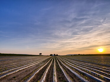 17.06.2025 - Ulrich Seidel - Feld im Rieder bei Sonnenuntergang