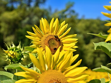 12.07.2025 - Martin Braunbeck - Sonnenblume mit Insekten 