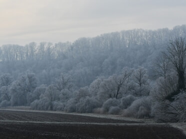 22.01.2025 - Werner Ohsam - Frostiger Morgen im Kaywald