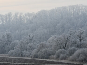 23.01.2025 - Werner Ohsam - Kaywald im Winter