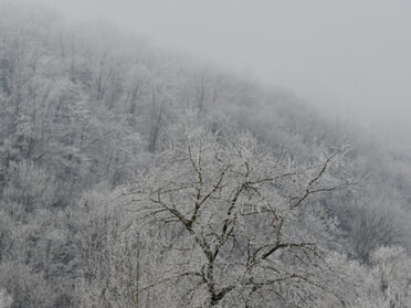 22.01.2025 - Werner Ohsam - Kaywald im Winternebel