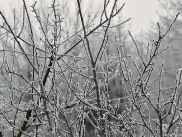 22.01.2025 - Werner Ohsam - Winter in Lauffen a.N.
