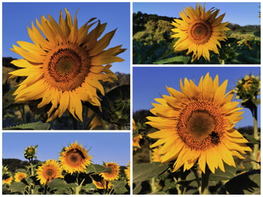 02.07.2025 - Sibylle Dietel - Sonnenblumenfeld am Wegesrand - da lacht das Herz - welch goldgelb leuchtende Pracht"