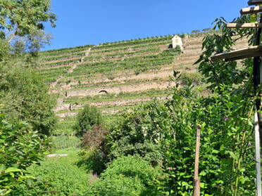 08.08.2025 - Rose Hess - Kleingärten und Steillagen