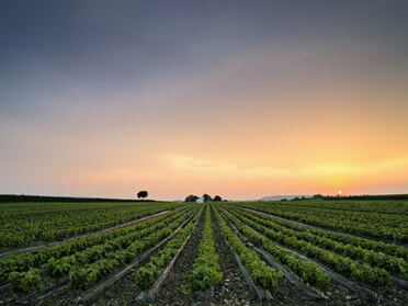 15.08.2025 - Ulrich Seidel - Feld im Rieder bei Sonnenuntergang
