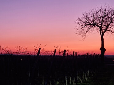 05.03.2025 - Birgit Sautter - Abendrot küsst Weinberge