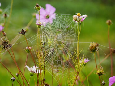 11.10.2025 - Martin Braunbeck - Filigrane Natur