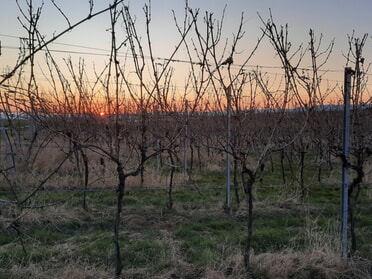19.03.2025 - Siegfried Zimmermann - Winterweinberg in Abendstimmung