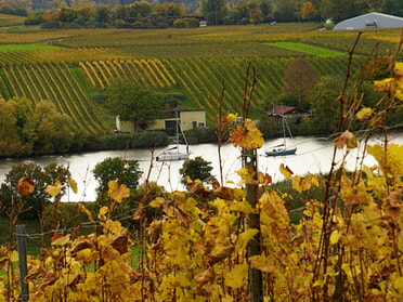 18.10.2025 - Roswitha Demmler - Herbst am Neckar
