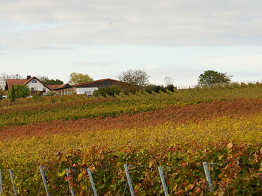 18.10.2025 - Roswitha Demmler - Weingut in Herbstfarben