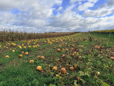 10/2025 - Uwe Milbradt - Kürbisfeld