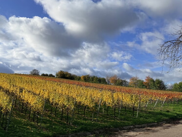 10/2025 - Uwe Milbradt - Herbst im Weinberg
