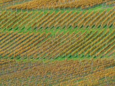 28.10.2025 - Bernhard Müller - Weinberg im Herbstlaub 