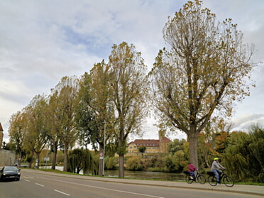 26.10.2025 - Ulrich Seidel - Leider müssen die schönen Pappeln weg