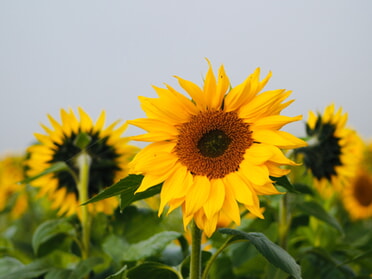 11.10.2025 - Marco Eberbach - Sonnenblumen strahlen im Lauffener Herbstnebel