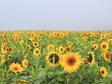 11.10.2025 - Marco Eberbach - Sonnenblumenfeld im Lauffener Herbstnebel