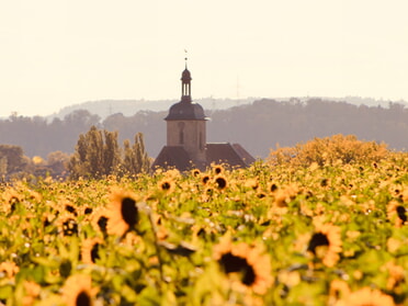 14.10.2025 - Marco Eberbach - Die Regiswindiskirche und ein Sonnenblumenfeld im Herbstlicht