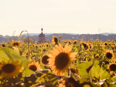 14.10.2025 - Marco Eberbach - Regiswindiskirche und Sonnenblumen in der Herbstsonne
