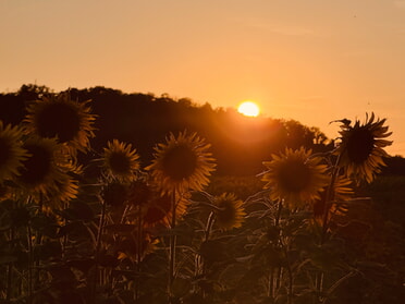 11.07.2025 - Marco Eberbach - Sonnenuntergang am Kaywald