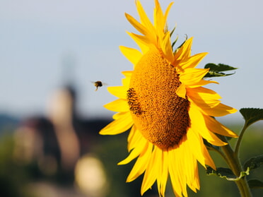 19.07.2025 - Marco Eberbach - Biene auf Pilgerflug