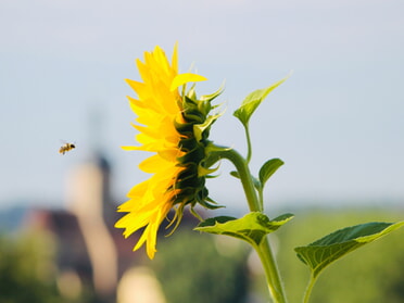 19.07.2025 - Marco Eberbach - Bienenfleiß vor der Regiswindiskirche