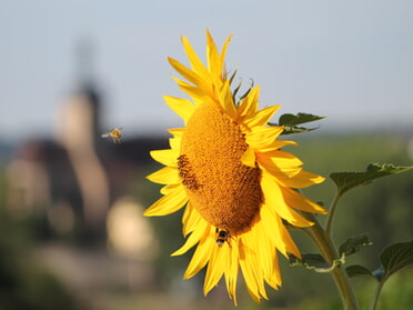19.07.2025 - Marco Eberbach - Lauffener Nektarernte