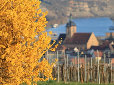 27.03.2025 - Marco Eberbach - Frühling über Lauffen a.N. 