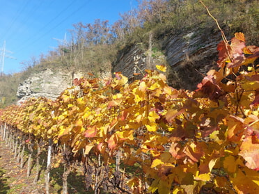 06.11.2025 - Hans-Peter Schwarz - Weinberg Neckarhälde