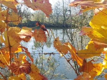 06.11.2025 - Hans-Peter Schwarz - Am Radweg Neckarhälde