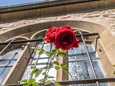 24.08.2025 - Hansjörg Sept - Blütenzeit im Klosterhof