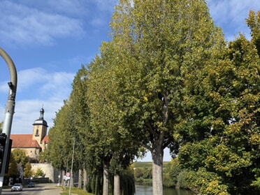11.10.2025 - Gabriele Heuschele - Pappeln an der Uferstraße