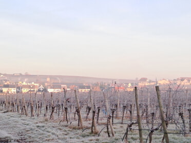 02.12.2025 - Rose Hess - Eiskalt und sonnig