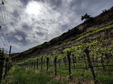 04.05.2025 - Werner Ohsam - Schauerwetter in den Steillagen