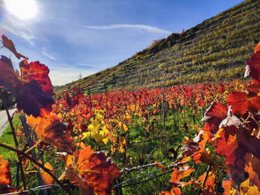 04.11.2025 - Werner Ohsam - Lauffener Steillage im Herbst