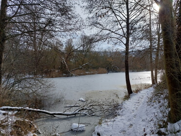 27.01.2026 - Hans-Peter Schwarz - Vereister Fischteich in der alten Neckarschlinge